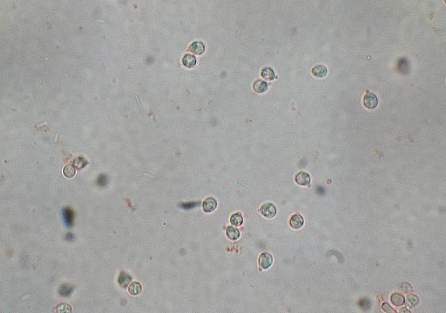 Camarophyllopsis atrovelutina  (Romagn.)  Argaud